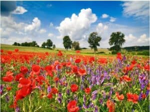 Poppies and vicias in meadow, Mecklenburg Lake District, Germany